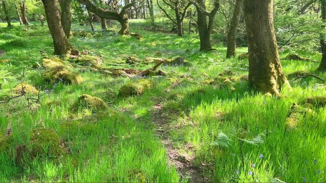 Tŷ Canol National Nature Reserve in springtime, North Pembrokeshire Wales.