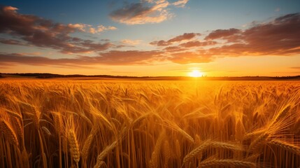 The image of the sunset and the golden wheat field extending to the horizon.