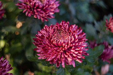 Autumnal background with variety of purple Chrysanthemums flowers