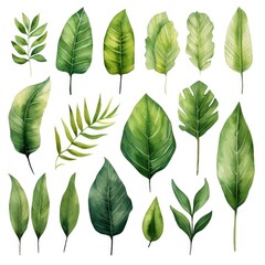 Fototapeta premium Set of watercolor tropical green leaves on white background. Generative AI