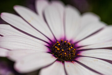 Close up of african daisy flowers