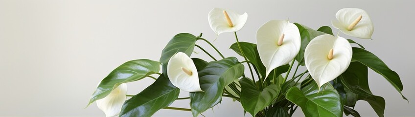 The understated elegance of a white anthurium, its waxy bloom exuding a modern simplicity amidst the lush garden foliage.