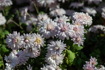 Autumnal background with variety of purple Chrysanthemums flowers