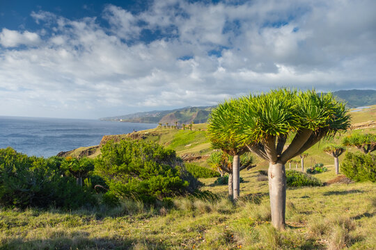 Dragon trees and green landscape on Ponta de Sao Lourenco Madeira Island