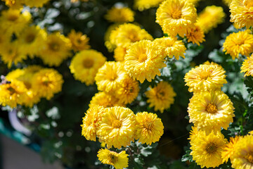 Close of yellow Chrysanthemums flowers