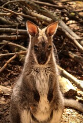 Cute baby wallaby is standing with its head facing forward