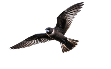 Fiji Petrel Rare Seabird Isolated on a Transparent Background PNG
