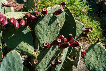 Opuntia cactus with fruits