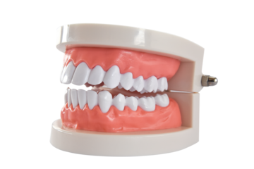 Teeth model isolated on transparent background, PNG File. Acrylic human jaw for studying oral hygiene.