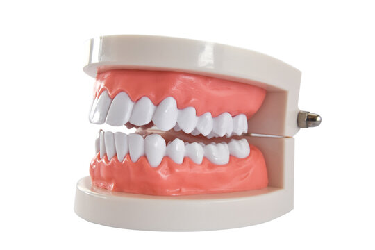 Teeth model isolated on transparent background, PNG File. Acrylic human jaw for studying oral hygiene.