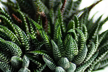 Selective focus. Plant texture. Succulent.