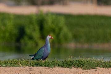 Grey-headed swamphen on the lake shore