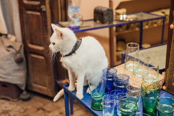 White cat sitting on table near glassware
