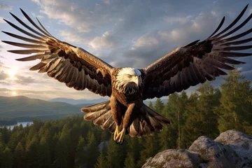 Fotobehang eagle in flight © Vasili