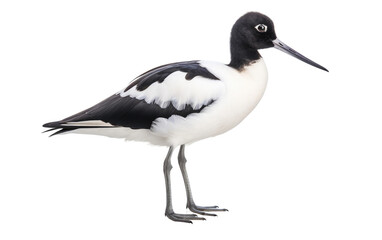 Pied Avocet Elegant Shore Wader Isolated on a Transparent Background PNG