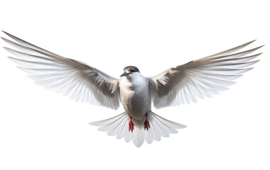 Whiskered Tern Aerial insect hunter Isolated on a Transparent Background PNG