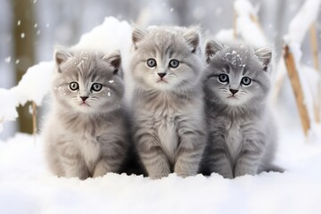 three cute gray kittens in winter sitting on snow christmas card