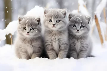 Tuinposter three cute gray kittens in winter sitting on snow christmas card © Dina