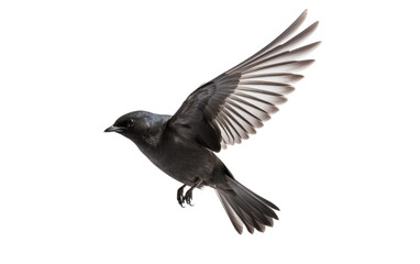 Storm Petrel Bird travel Isolated on a Transparent Background PNG.