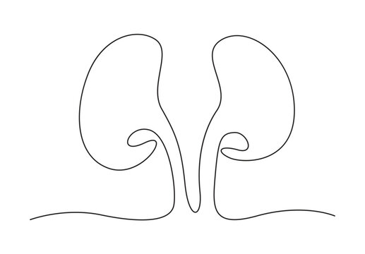 Human kidneys with ureters one line art. Continuous line drawing of human kidney, internal, organs, kidneys, ureters, excretory. Vector illustration. Pro vector.