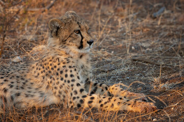 A young cheetah (Acinonyx jubatus) at Mashatu Game Reserve. Northern Tuli Game Reserve.  Botswana.