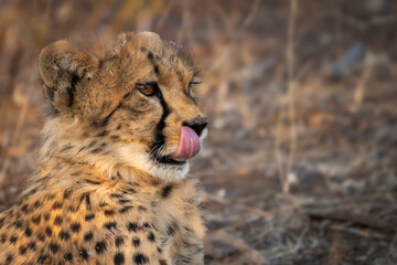 A young cheetah (Acinonyx jubatus) at Mashatu Game Reserve. Northern Tuli Game Reserve.  Botswana.