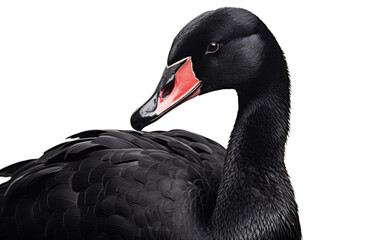 Black Swan Elegant Mystery Isolated on a Transparent Background PNG.