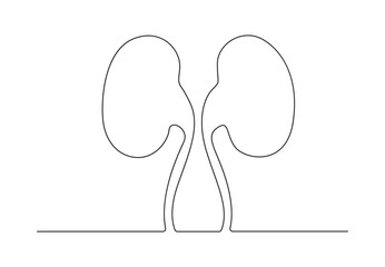 Human kidneys continuous single line drawing. Isolated on white background vector illustration. Pro vector. 