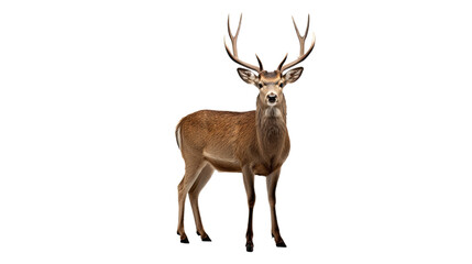 One deer. Isolated on Transparent background.