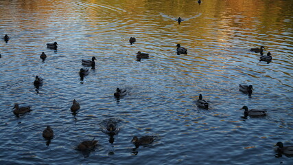 SCENIC SCENERY, magical view, beauty, bliss, love and romance