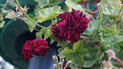 flowers, SCENIC SCENERY, magical view, beauty, bliss, love and romance, autumn, summer, winter, spring, beauty, tranquility, walk, healthy lifestyle, health, sports, jogging, view, background, wallpap