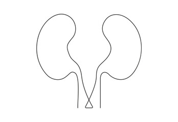 Human kidneys single continuous line drawing. Isolated on white background vector illustration. Pro vector. 