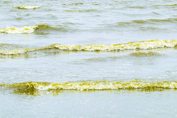 Seawater in Bang Saen, Chonburi Province, has turned green. Close up Green dark sea water wave natural phenomenon. Natural phenomenon. During rainy season called Plankton bloom, whale poop phenomenon