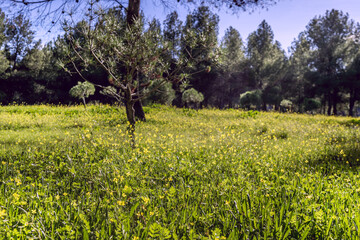 A field of grass and yellow flowers and some pine trees.