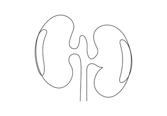 Continuous single line drawing of human kidneys. Isolated on white background vector illustration. Stock vector.