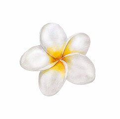Watercolor illustration - tropical flower plumeria. isolated on white background. For textile, wallpaper, cosmetics design. © Lidiia