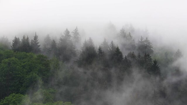 Fog rising from pine and beech trees forest in the summer