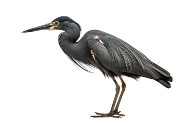 Black Heron Stealthy Hunter Isolated on a Transparent Background PNG. - obrazy, fototapety, plakaty