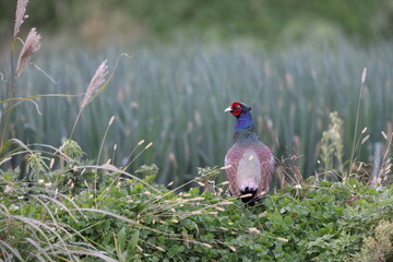 The green pheasant (Phasianus versicolor), also known as the Japanese green pheasant, is an omnivorous bird native to the Japanese archipelago, to which it is endemic.