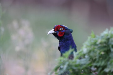 The green pheasant (Phasianus versicolor), also known as the Japanese green pheasant, is an omnivorous bird native to the Japanese archipelago, to which it is endemic.
