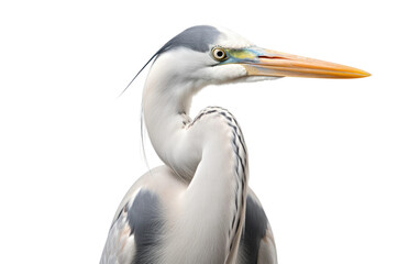 Great Blue Egret Wetland sentinel Isolated on a Transparent Background PNG. - obrazy, fototapety, plakaty