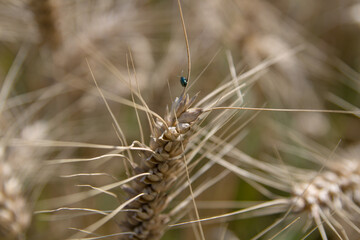 Mały robak w zborzu | A little bug on the creal