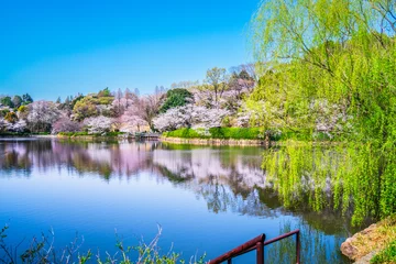 Deurstickers 桜の名所　神奈川県立三ツ池公園の春景色【神奈川県・横浜市】　 A famous place for cherry blossoms. Spring scenery in Mitsuike Park - Kanagawa, Japan © Naokita