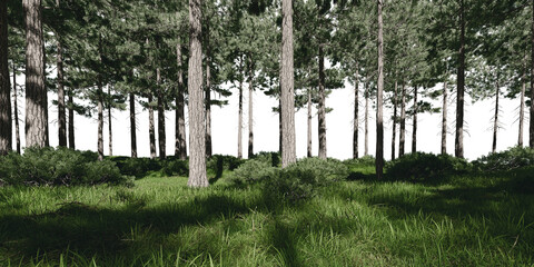 Forest with meadow. 3d rendering of isolated objects.
