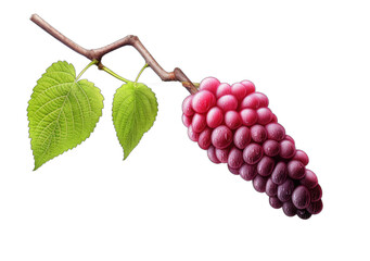 Bountiful Berries: Nature's Colorful Delights on a Transparent Background