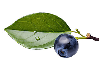 Bountiful Berries: Nature's Colorful Delights on a Transparent Background