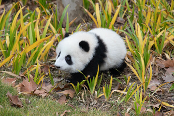 Little baby panda crawling on the green yard, Chengdu Panda Base © foreverhappy