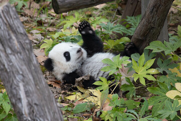 Fototapeta premium Little baby panda crawling on the green yard, Chengdu Panda Base