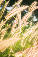 Grass flower field in the morning, Asian country, white grass flowers reflect yellow light in the morning