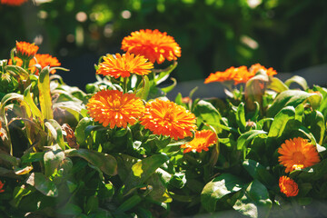 Obraz na płótnie Canvas Flowering calendula flowers on a sunny day Floral natural background